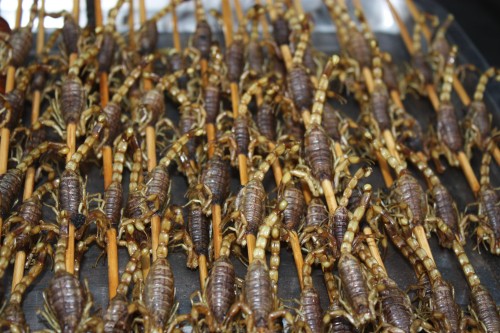 Skorpione Skorpione